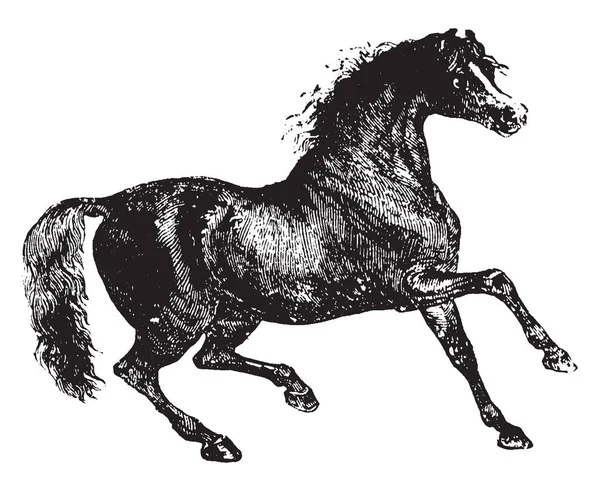 Cette Image Représente Cheval Dans Champ Dessin Ligne Vintage Illustration — Image vectorielle