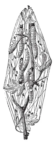 幼虫とリダ ピリジルアゾ Web 傷つける梅と他の石の果物の木 ビンテージ線画や彫刻イラスト — ストックベクタ