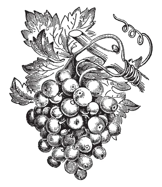 这是葡萄果实的形象 水果又圆又小 果实是甜水果附着在树枝上 复古线画或雕刻插图 — 图库矢量图片