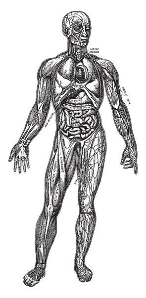 Los Músculos Principales Ven Las Venas Izquierdas Superficiales Derecha Dibujo — Archivo Imágenes Vectoriales