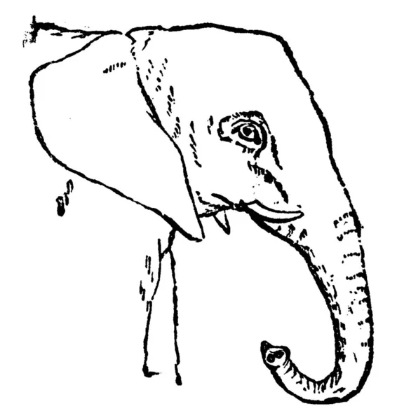 Cabeça Elefante África Ilustração Gravada Vintage História Natural Dos Animais —  Vetores de Stock