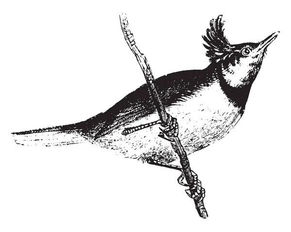 Crested Titmouse Saute Continuellement Branche Branche Dessin Ligne Vintage Illustration — Image vectorielle