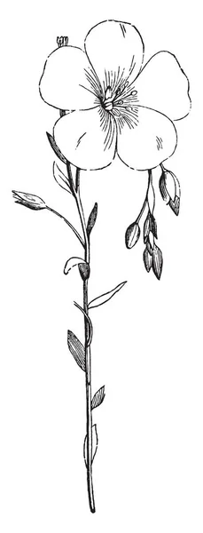 Une Image Montre Une Branche Une Fleur Lin Commun Aussi — Image vectorielle