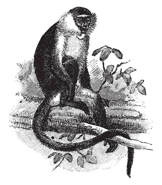 Diana Monkey Bulunan Batı Afrika Vintage Çizgi Çizme Veya Oyma — Stok Vektör