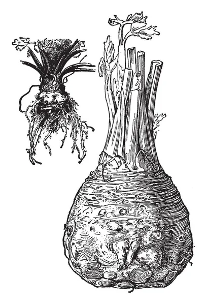 Knolselderij Zeer Laag Calorieën Ook Bekend Als Root Selderij Vintage — Stockvector