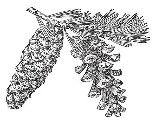 소나무 Foxtail 소나무 빈티지 그림의 — 스톡 벡터