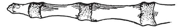 Человеческий Скелет Пальца Рисунок Винтажной Линии Гравировка — стоковый вектор