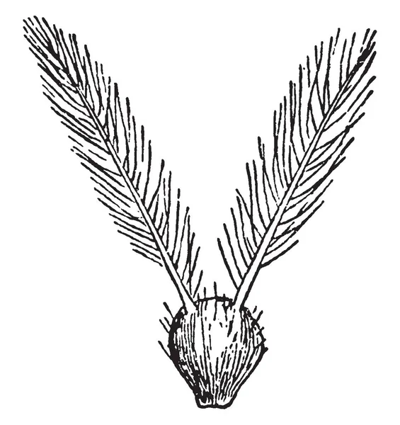 草雌蕊在这个框架中显示 高燕通常是 Oatgrass 或纽扣草 复古线条画或雕刻插图 — 图库矢量图片