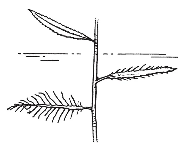 이것은 Proserpinaca 전단지의 그림입니다 빈티지 드로잉 조각이 — 스톡 벡터