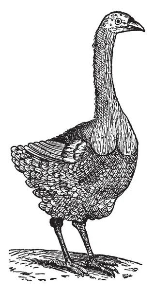 Pezopthe Solitarius Parte Familia Dodo Dibujo Línea Vintage Ilustración Grabado — Archivo Imágenes Vectoriales