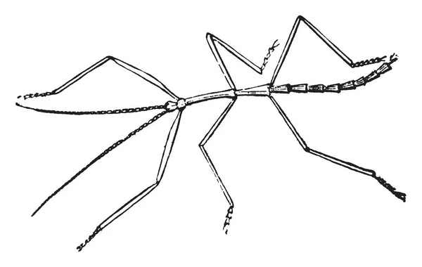 Walking Stick Levar Uma Vida Lenta Entre Ramos Arbustos Desenho —  Vetores de Stock