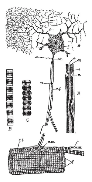 Cette Illustration Représente Tissu Musculaire Dessin Ligne Vintage Une Illustration — Image vectorielle