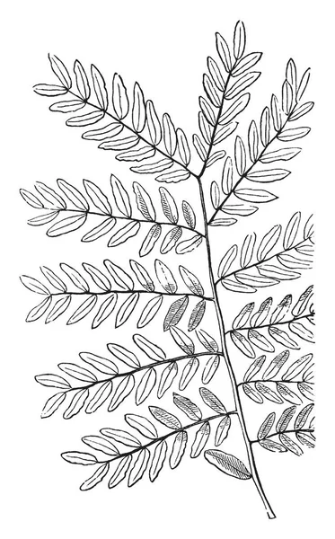 Honey Locust Leaves Vintage Line Drawing Engraving Illustration — Stock Vector
