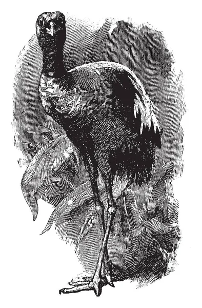 Héron Agami Agami Héron Taille Moyenne Oiseau Amérique Centrale Sud — Image vectorielle