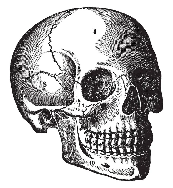 頭部は脳を含む体の一部や特殊な感覚 ビンテージの線描画や彫刻イラストの臓器 — ストックベクタ