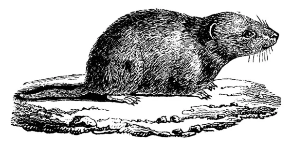 Common Vole Vintage Engraved Illustration Natural History Animals 1880 — Stock Vector