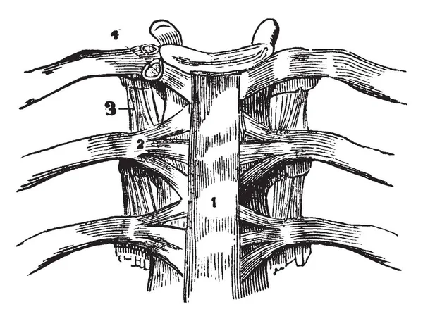 ภาพน แสดงบทบ ของ Vertebral ภาพวาดเส นเทจหร อการแกะสล — ภาพเวกเตอร์สต็อก