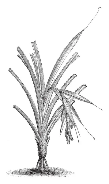 显示潘达努斯 Houlletii 的图片 Pandanaceae 家族的叶子是四到五英尺长和棘手 复古线条画或雕刻插图 — 图库矢量图片