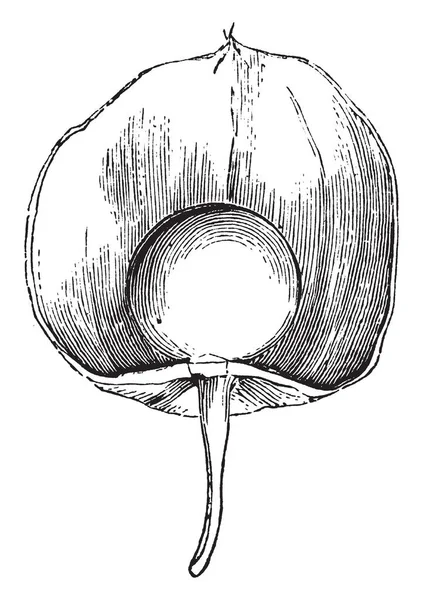 Μια Εικόνα Που Δείχνει Καρπός Της Γλυκό Alyssum Οποία Είναι — Διανυσματικό Αρχείο