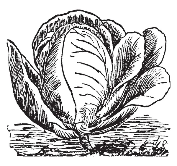 卷心菜富含有益的维生素 矿物质 纤维和其他营养素 低卡路里 复古线条绘画或雕刻插图 — 图库矢量图片