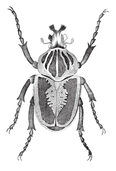 Escarabajo Goliat Que Más Grande Todos Los Insectos Dibujo Línea — Vector de stock
