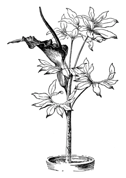 Obraz Pokazuje Dracunculus Vulgaris Jest Gatunek Aroid Rodzaju Dracunculus Jest — Wektor stockowy