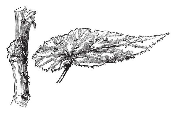 这个插图代表海棠 Phyllomaniaca 的叶子是四到六英寸长 略带流苏 复古线条画或雕刻插图 — 图库矢量图片