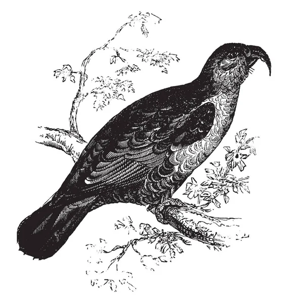 长嘴鹦鹉被认为是鹦鹉和蟑螂 复古线画或雕刻插图之间的连接纽带 — 图库矢量图片