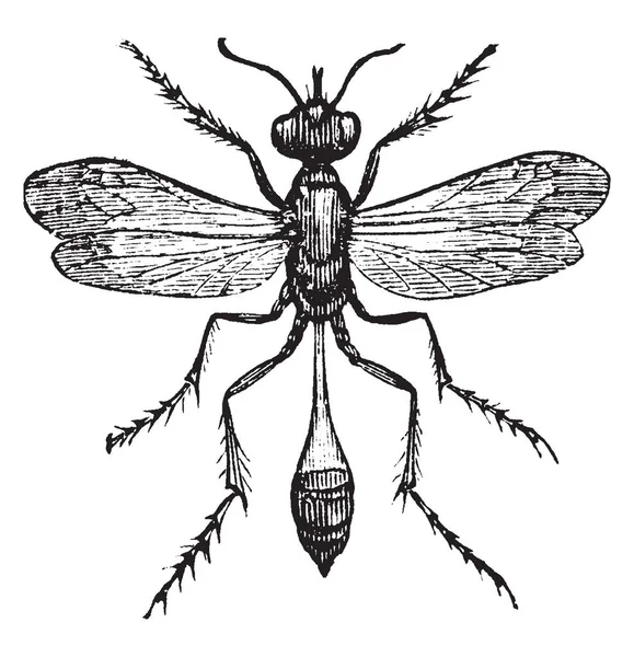 Bodied 掘削ハチ蜂昆虫 ビンテージの線描画や彫刻イラストである砂ハチ — ストックベクタ