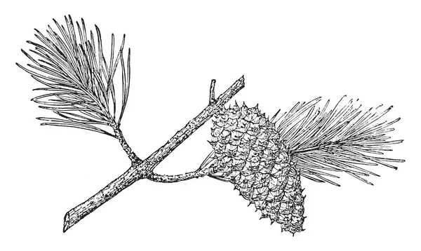 Est Arbre Taille Moyenne Cet Arbre Préfère Loam Argile Bien — Image vectorielle