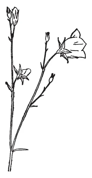 Картина Типа Цветка Кампанулы Цветки Форме Колокола Бледно Голубого Цвета — стоковый вектор