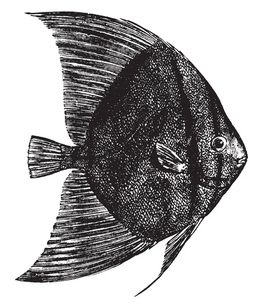 Sea Bat Pesce Come Pesce Persico Linea Vintage Disegno Incisione — Vettoriale Stock