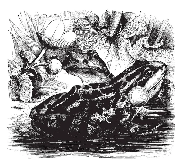 Grenouille Comestible Qui Est Peu Grande Que Grenouille Commune Dessin — Image vectorielle