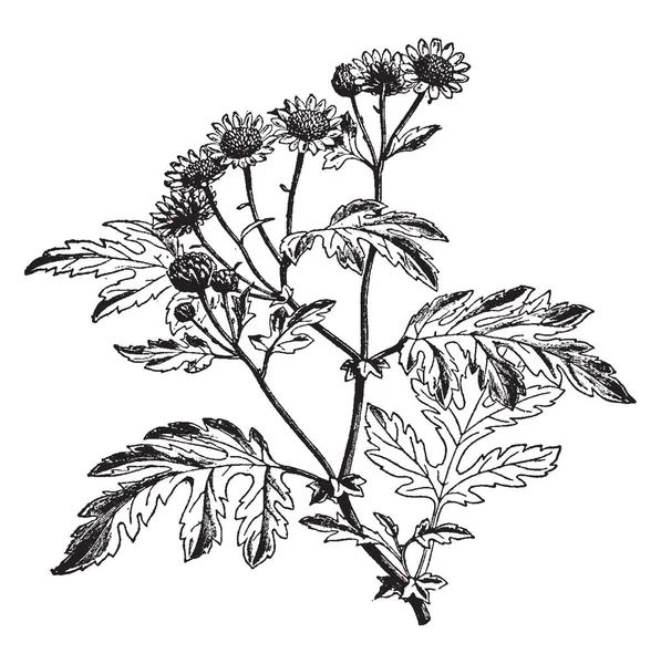 Immagine Mostra Forma Selvaggia Del Crisantemo Indicum Famiglia Chrysanthemum Indicum — Vettoriale Stock