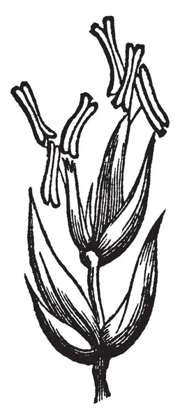 这是一朵 Medow 羊茅的花 花瓣小而尖 花药是上升的开花茎是圆的 复古线条画或雕刻插图 — 图库矢量图片