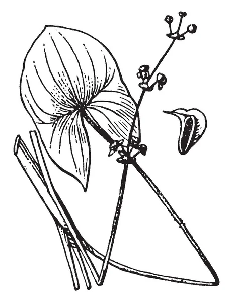 Une Image Montrant Plante Sagittaria Fleur Fleurs Les Basses Avec — Image vectorielle