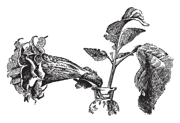 一张图片显示曼陀罗 Fastuosa 曼陀罗的聚宝盆是常见的名字 叶子是交替的齿缘和花朵直立或蔓延 他们有小号形状和广泛的嘴 复古线条画或雕刻插图 — 图库矢量图片