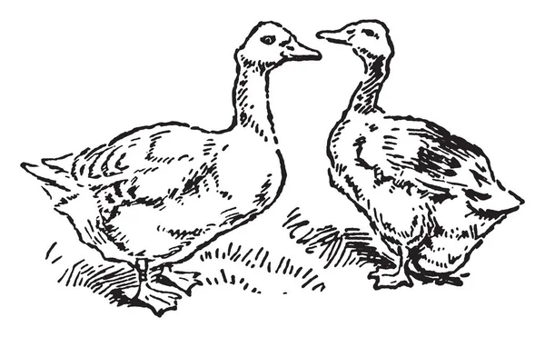 Questa Illustrazione Rappresenta Goose Gander Disegno Linea Vintage Incisione Illustrazione — Vettoriale Stock