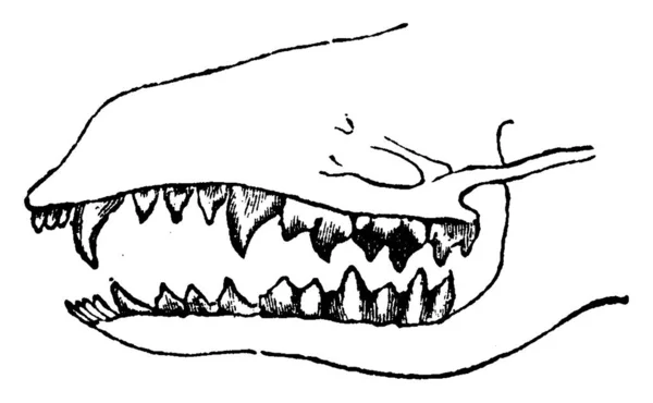 Δόντια Ενός Εντομοφάγα Εκλεκτής Ποιότητας Χαραγμένο Εικονογράφηση Φυσική Ιστορία Των — Διανυσματικό Αρχείο