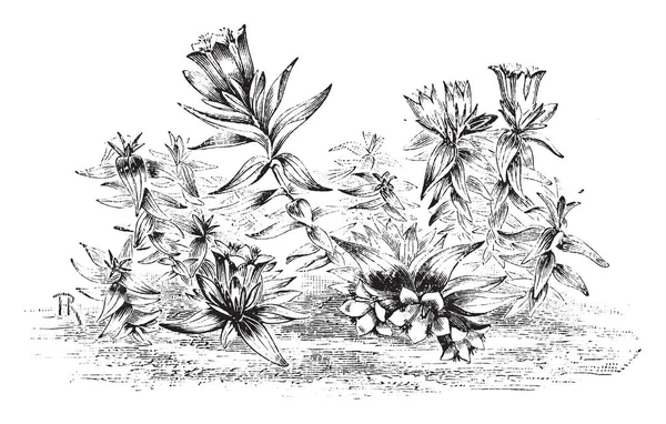 Une Photo Montre Gentiana Septemfida Appartient Famille Des Gentianaceae Est — Image vectorielle