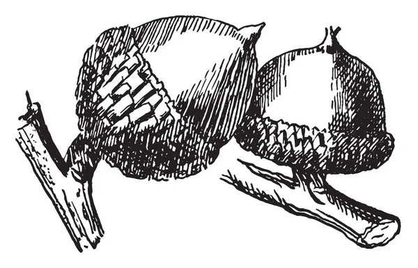 Dans Cadre Paquet Noix Ils Sont Proximité Ils Sentent Comme — Image vectorielle