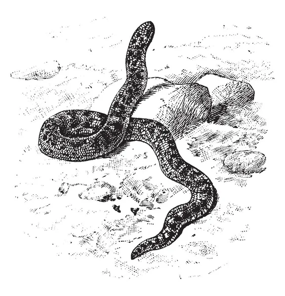 Javelin Sand Boa Змея Семейства Boidae Рисунок Винтажных Линий Гравировка — стоковый вектор