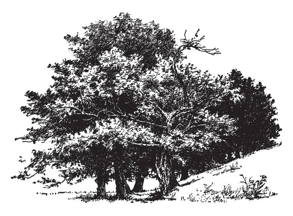 Deze Foto Toont Groep Van Oude Suiker Maples Suiker Esdoorn — Stockvector