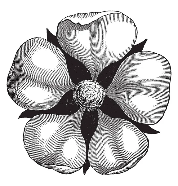 Picture Showing Pistillate Flower Pistillate Flower Female Bearing Only Pistils — Stock Vector
