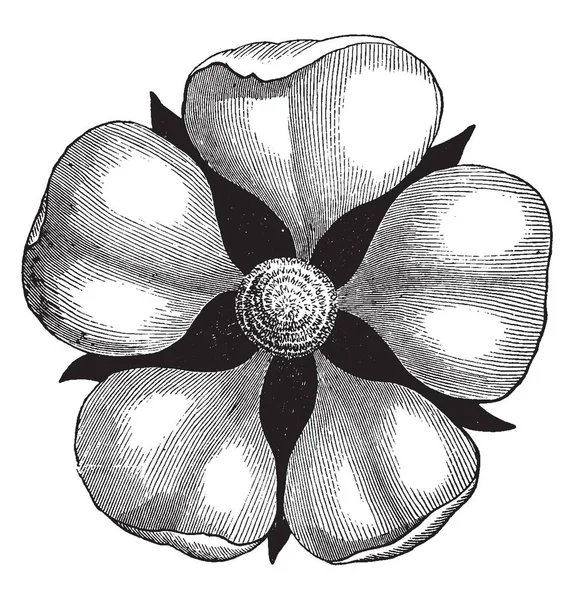 Immagine Mostra Fiore Pistillate Fiore Pistillato Femminile Recante Solo Pistilli — Vettoriale Stock