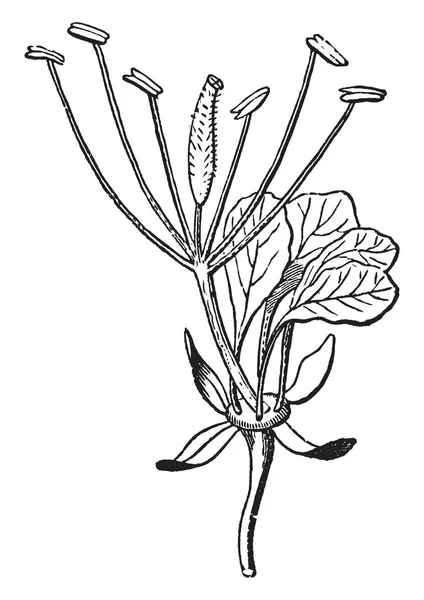 Illustration Une Fleur Cleome Après Chute Des Pétales Dessin Trait — Image vectorielle