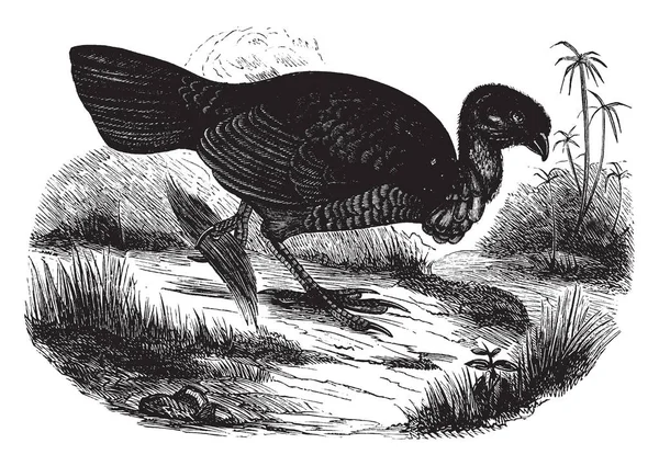 Mound Bird También Conocido Como Pavo Pincel Dibujo Línea Vintage — Archivo Imágenes Vectoriales