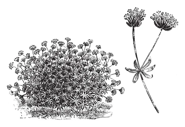Asperula Est Connue Sous Nom Woodruff Cette Plante Est Utilisée — Image vectorielle
