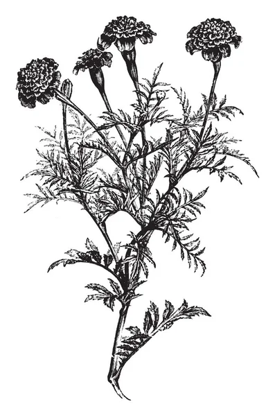 Γαλλική Marigold Είναι Ένα Ανθοφορία Των Φυτών Άνθη Του Είναι — Διανυσματικό Αρχείο