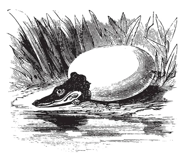 ワニの卵は淡水の川 ビンテージの線描画や彫刻イラストで生活 アメリカ合衆国の南東部に存在します — ストックベクタ